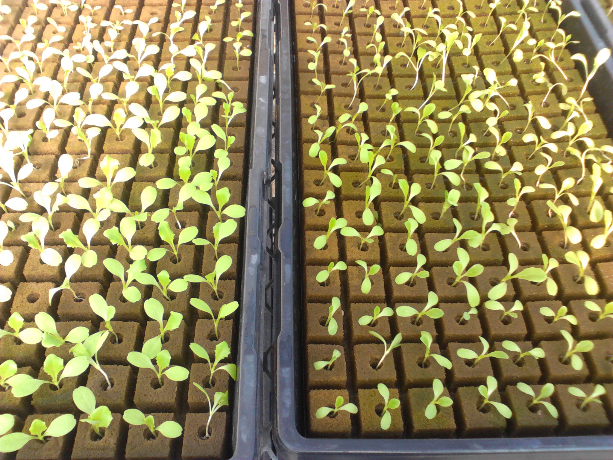 Seeds are planted into special trays. The seeds germinate within 4 to ...